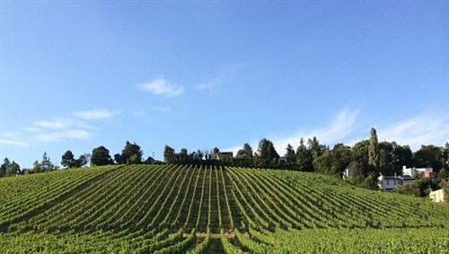 Viennese Vineyard